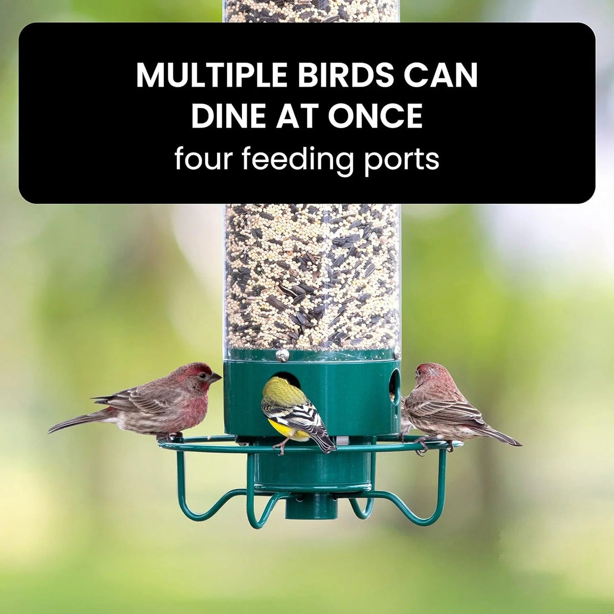Squirrel-Proof Weight-Activated Bird Feeder