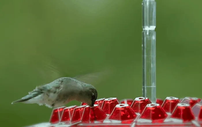 Leakproof Outdoor Hanging Hummingbird Feeder
