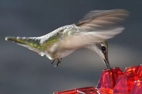 Leakproof Outdoor Hanging Hummingbird Feeder