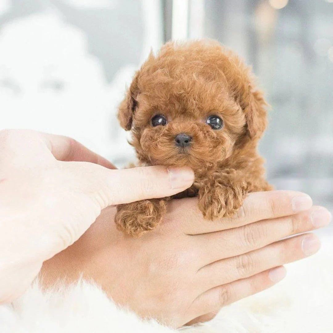 Ultra-Real RoboPup Companion