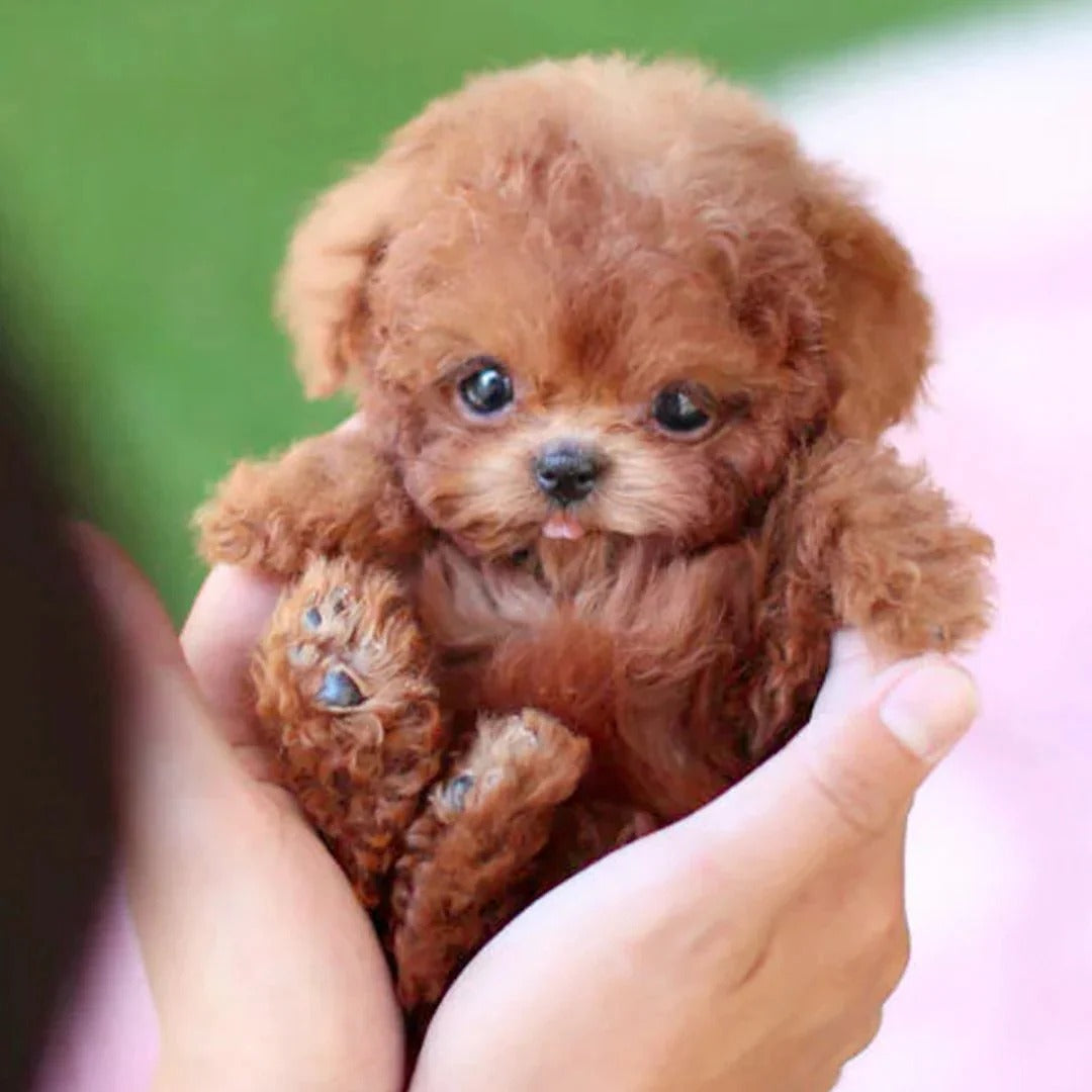 Ultra-Real RoboPup Companion
